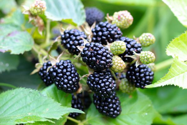 Blackberry Bush Removal in Riverton