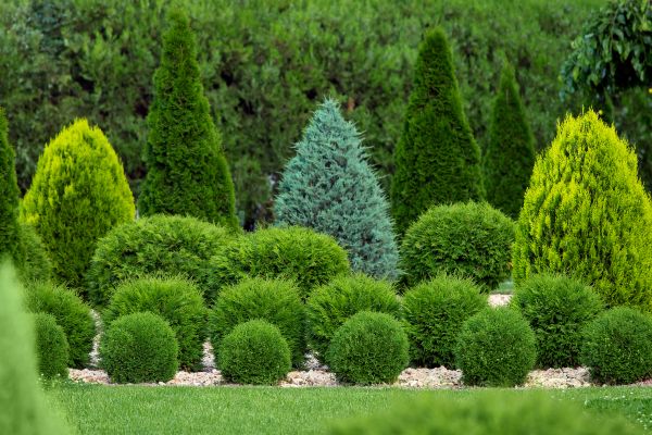 Bush Shaping Service in Riverton