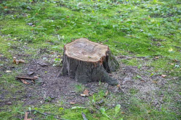 Bush Stump Removal in Riverton