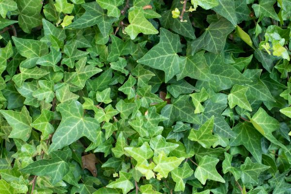 English Ivy Removal in Riverton