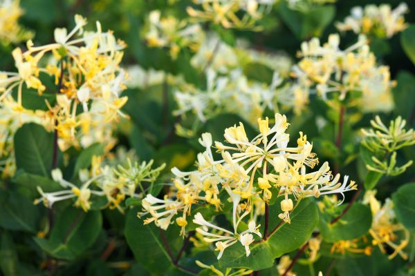 Honeysuckle Removal in Riverton