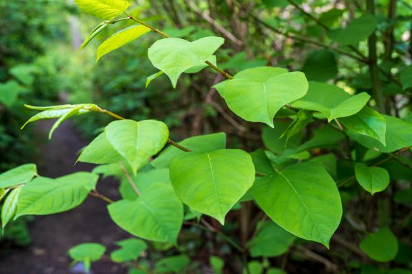 Invasive Plant Removal in Riverton