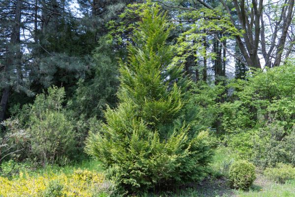 Juniper Pruning in Riverton