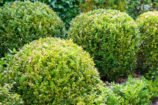 Landscape Trimming Service in Riverton