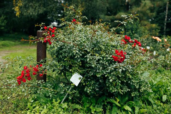 Rose Bush Removal in Riverton