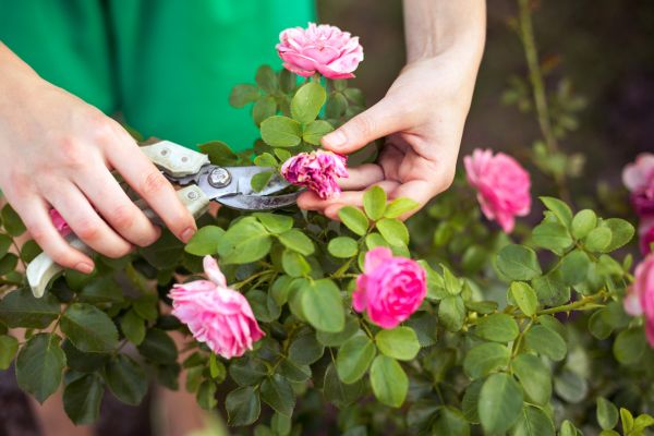 Rose Trimming in Riverton
