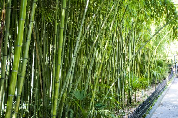 Bamboo Root Removal in Riverton