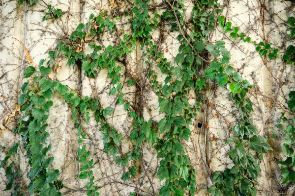 Vine Removal Service in Riverton