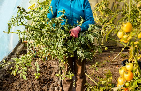 Garden Plant Removal in Riverton