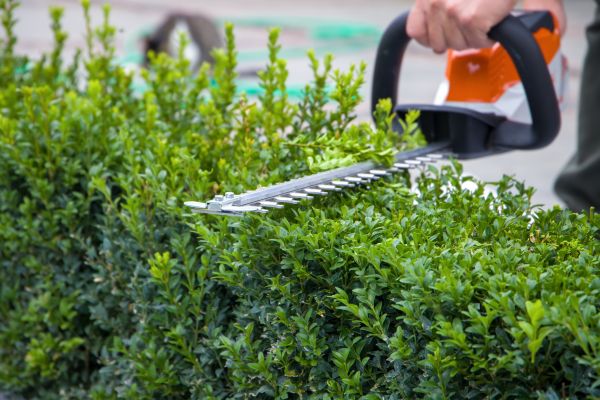 Hedge Shearing in Riverton