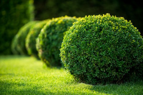Bush Pruning in Riverton