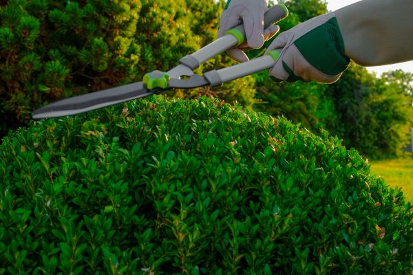 Topiary Shearing in Riverton