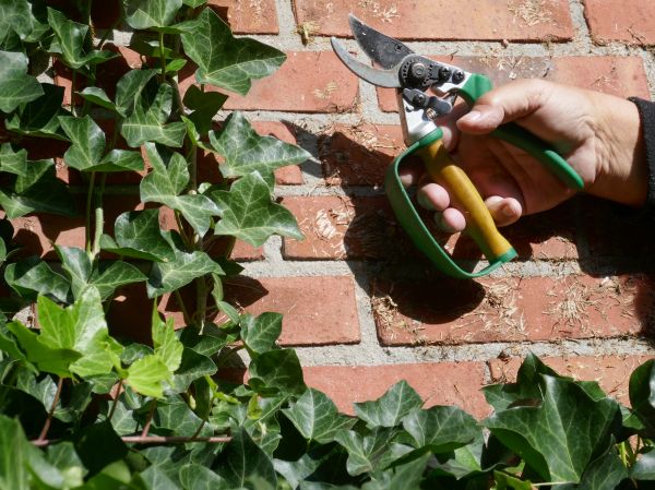 Ivy Removal Service in Riverton