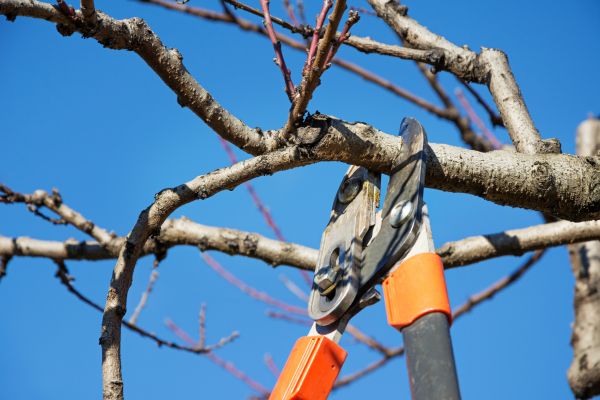 Selective Pruning in Riverton