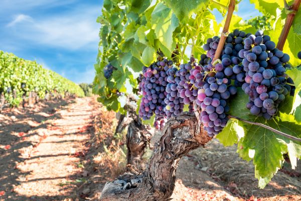 Grapevine Pruning in Riverton