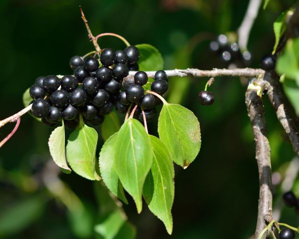 Buckthorn Removal in Riverton