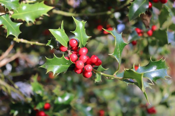 Holly Tree Trimming in Riverton
