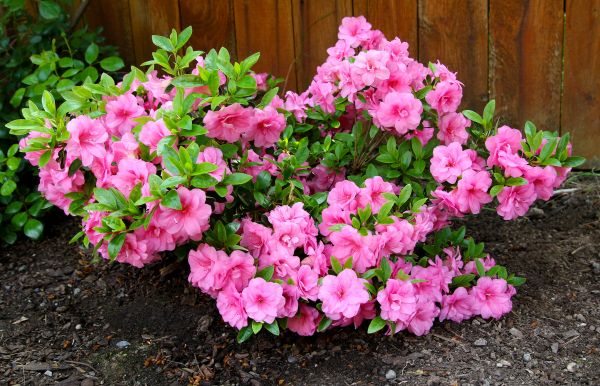 Azaleas Removal in Riverton