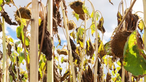 Dead Plant Removal in Riverton