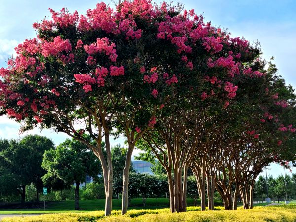 Crepe Myrtle Pruning in Riverton