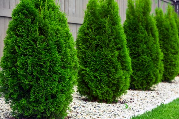 Arborvitae Pruning in Riverton