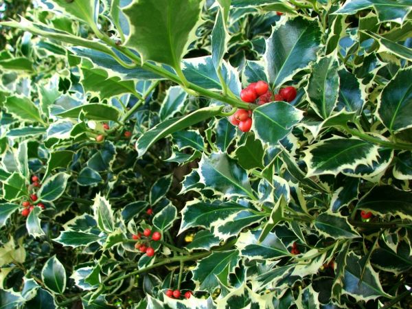 Holly Bushes Trimming in Riverton