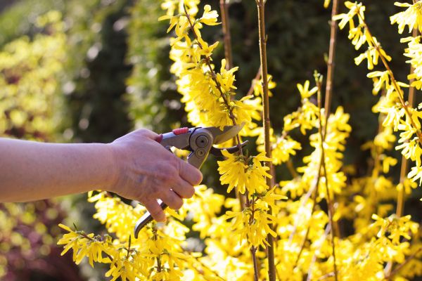 Forsythia Pruning in Riverton