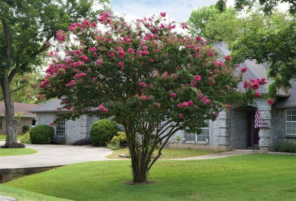 Crepe Myrtle Trimming in Riverton