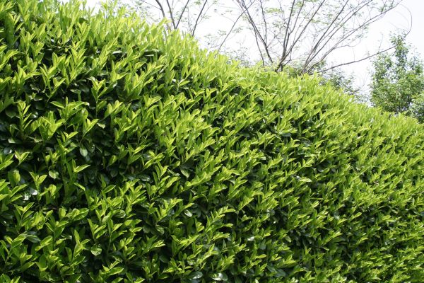 Laurel Shrub Removal in Riverton