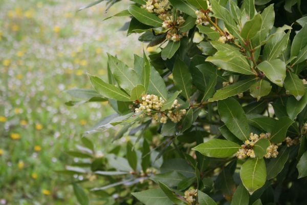 Laurel Trimming in Riverton