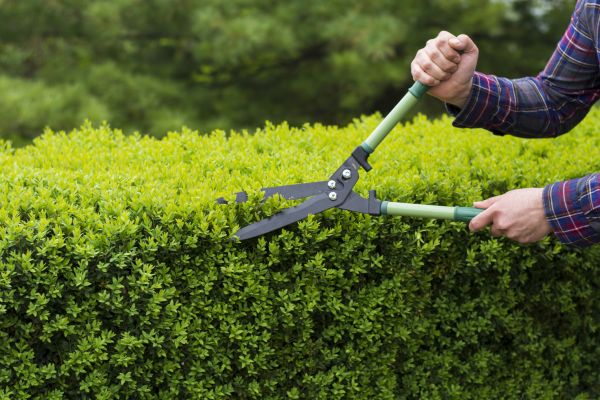 Evergreen Shrub Pruning in Riverton