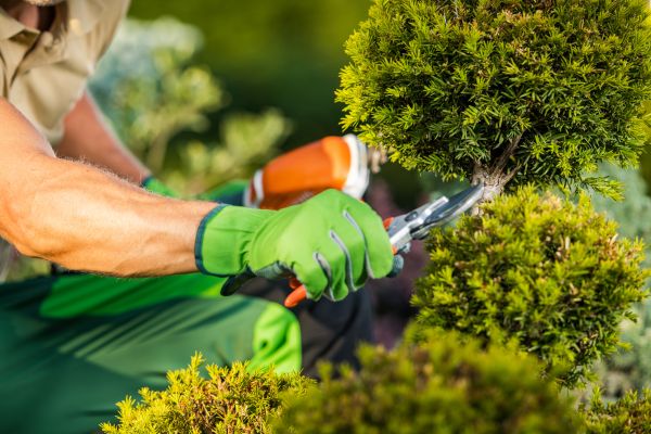 Landscape Pruning Service in Riverton
