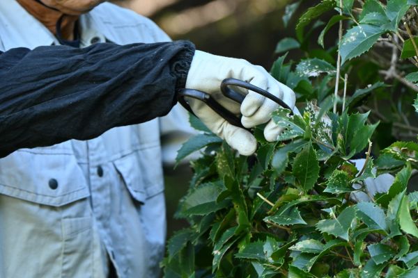 Holly Pruning in Riverton