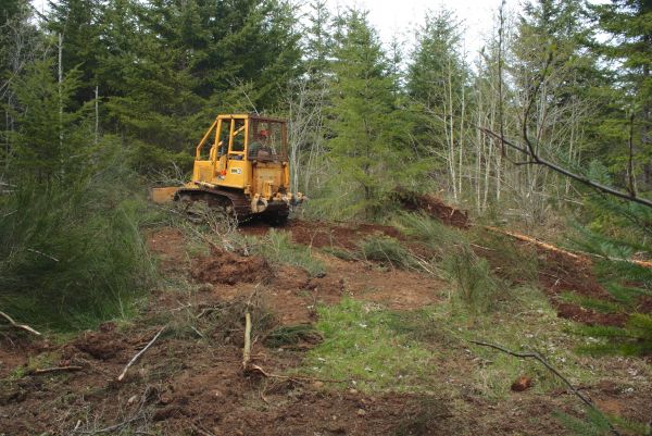 Shrubbery Clearing in Riverton