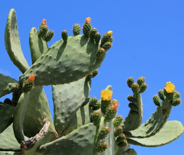 Cactus Removal in Riverton