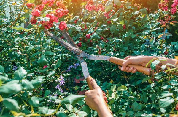 Knockout Roses Pruning in Riverton