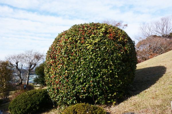 Holly Shrub Pruning in Riverton