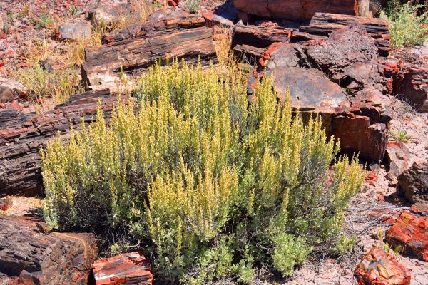 Sagebrush Removal in Riverton