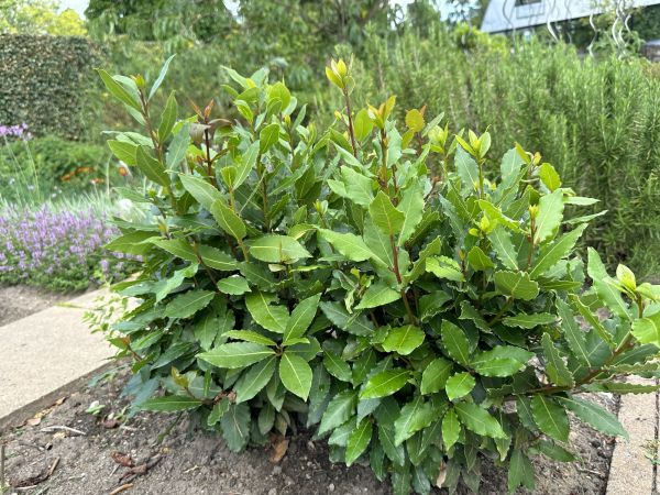 Laurel Hedge Trimming in Riverton