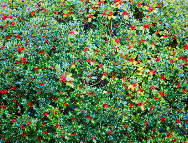 Holly Bush Removal in Riverton