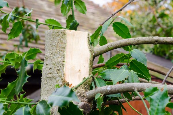 Holly Tree Removal in Riverton