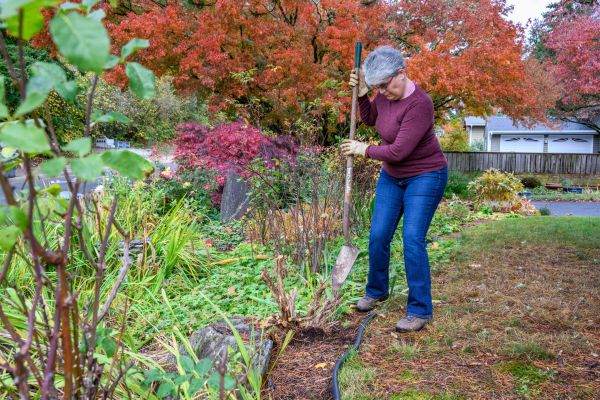Dead Bush Removal in Riverton