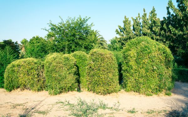 Bamboo Hedge Removal in Riverton