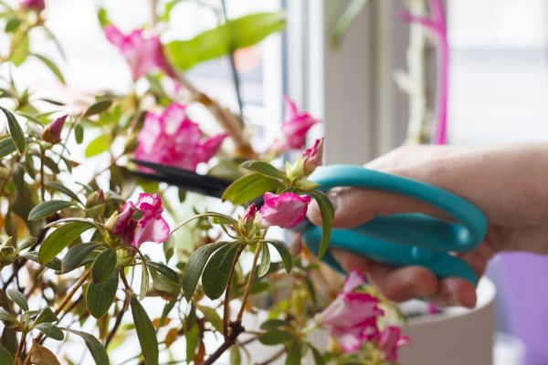 Azalea Pruning in Riverton