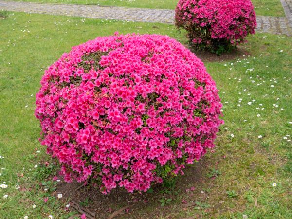 Rhododendron Pruning in Riverton
