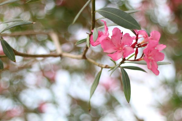 Oleander Removal in Riverton