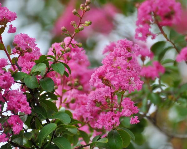 Crepe Myrtle Removal in Riverton