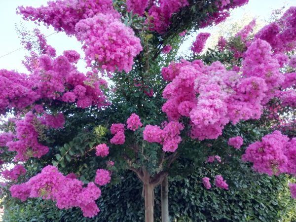 Crape Myrtle Pruning in Riverton