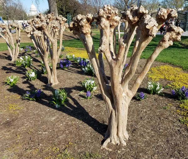 Myrtle Tree Removal in Riverton