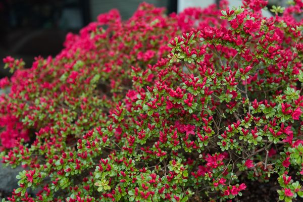 Weigela Removal Service in Riverton